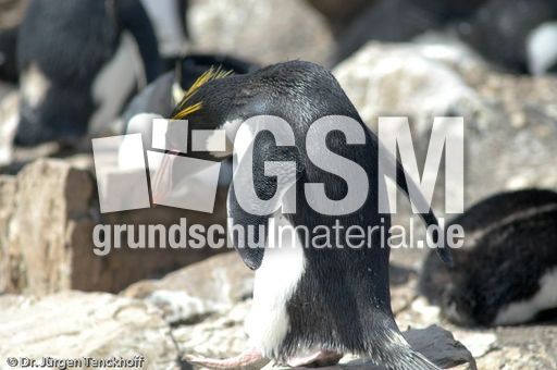 Goldschopfpinguin (15 von 19).jpg